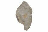 Pelagic Trilobite (Cyclopyge) Fossil (Pos/Neg) - Morocco #218767-3